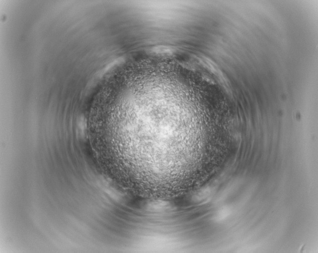X0000088870669200706221751