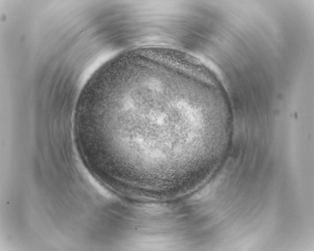 X0000088871333200706221740