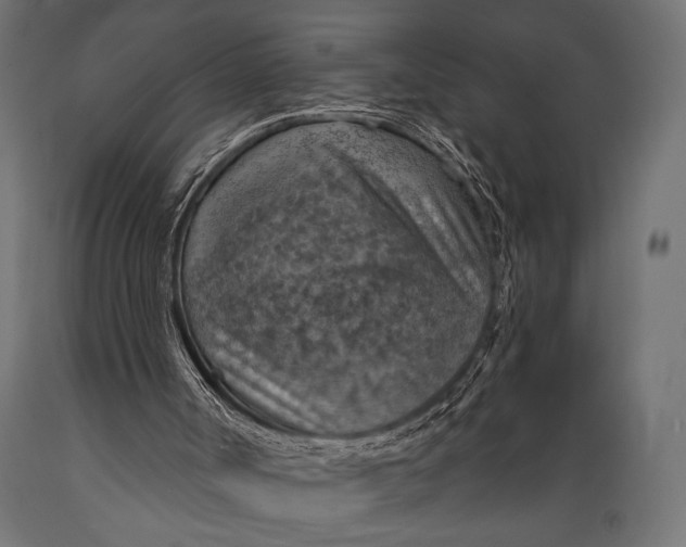 X0000088870002200706291551