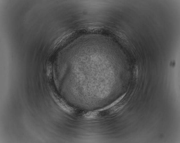 X0000088870138200706291549