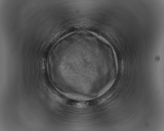 X0000088870232200706291547