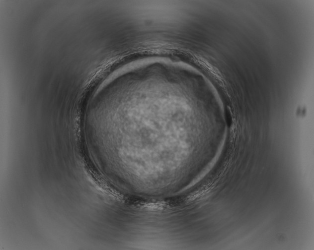 X0000088870306200706291546