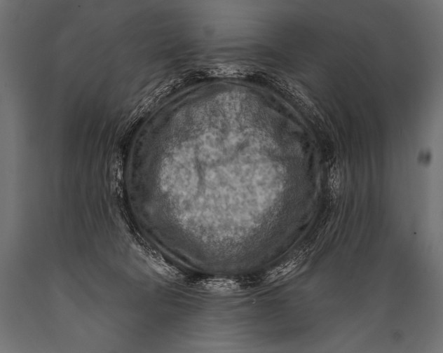 X0000088870322200706291546