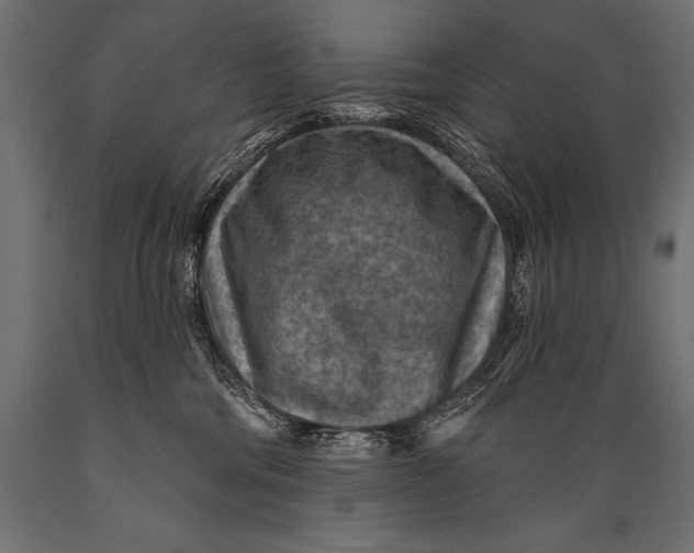 X0000088870330200706291546