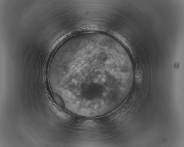 X0000088870390200706291545