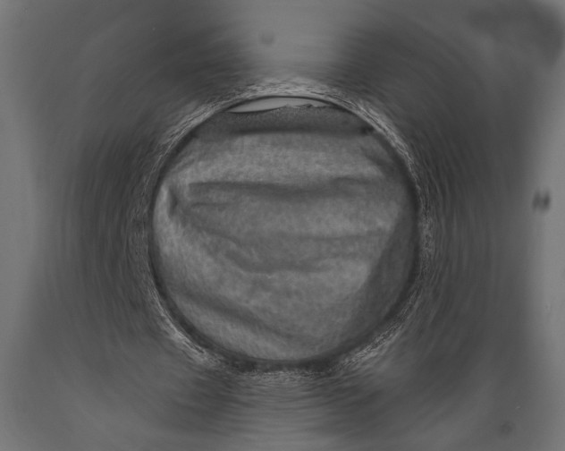 X0000088870433200706291544