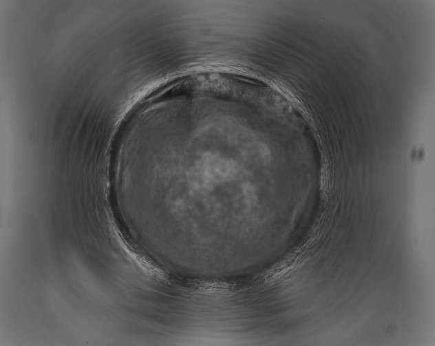 X0000088870438200706291544