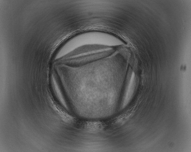 X0000088870446200706291544