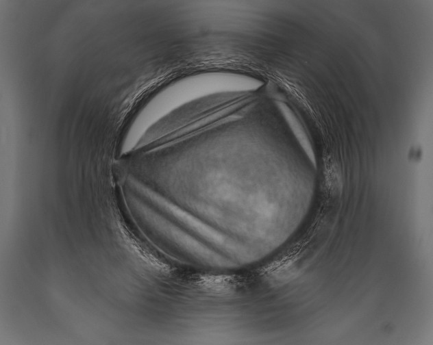 X0000088870450200706291544