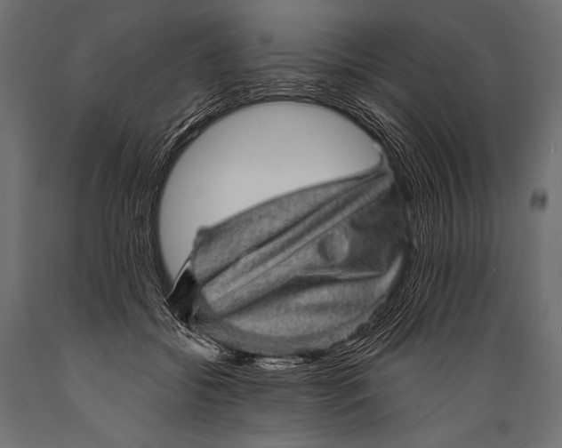 X0000088870556200706291543