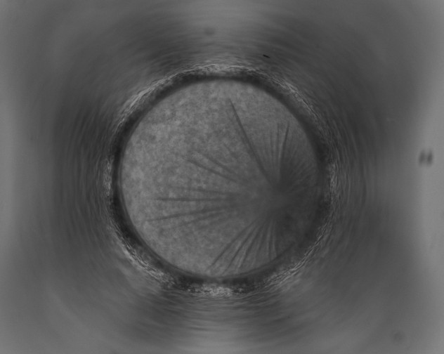 X0000088870640200706291541