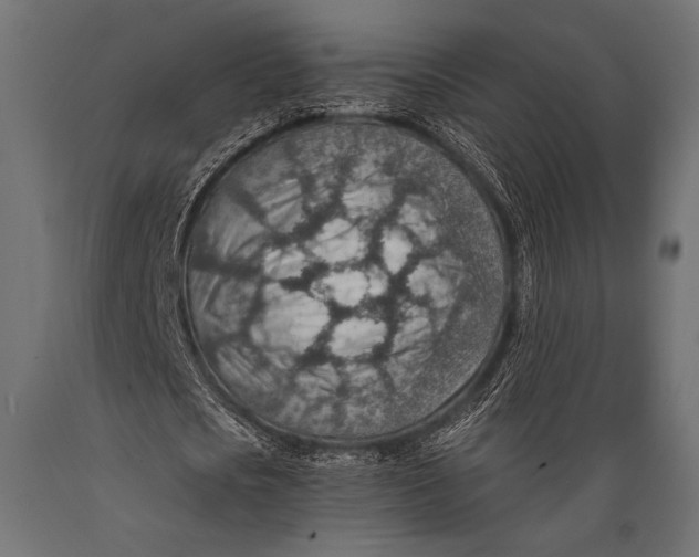X0000088870721200706291539