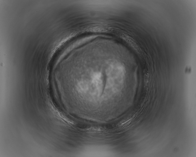 X0000088870727200706291539
