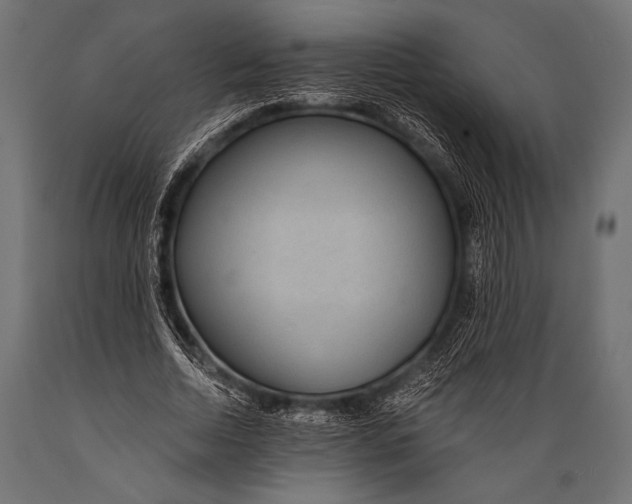 X0000088870730200706291540