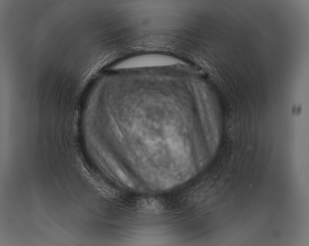 X0000088870735200706291540