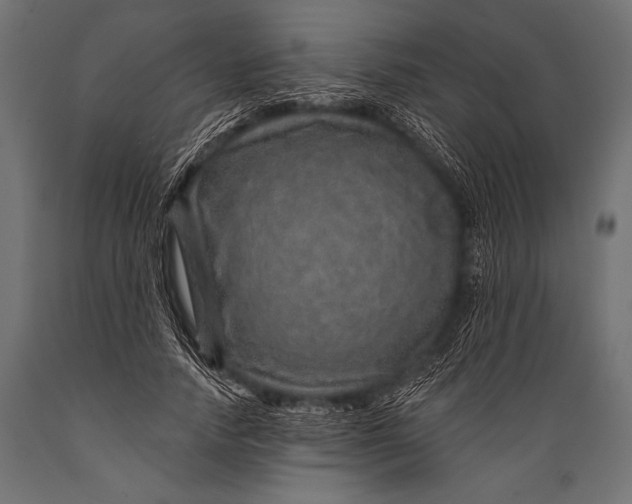 X0000088870738200706291540