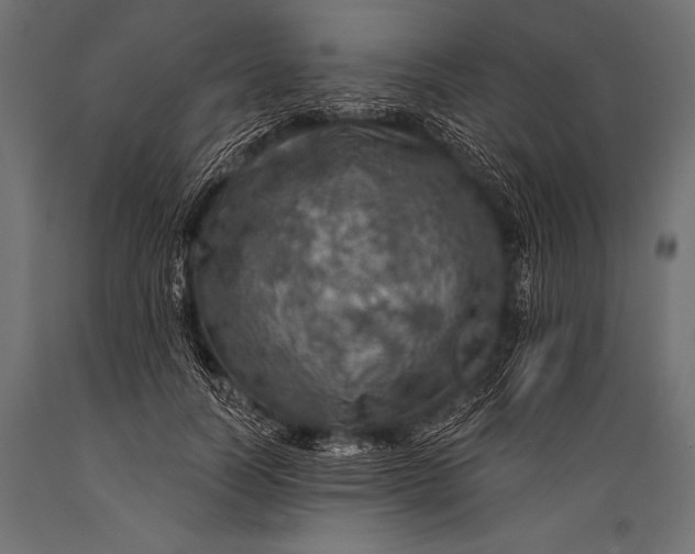 X0000088870746200706291540