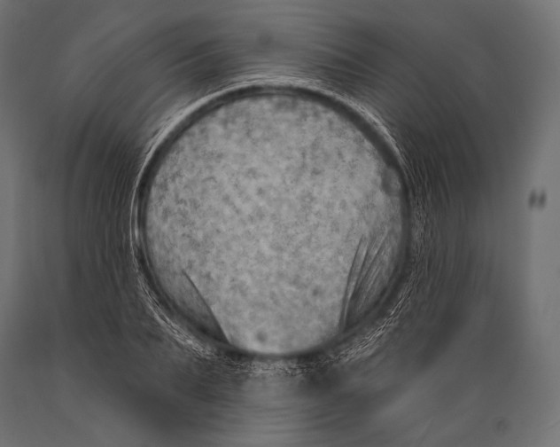 X0000088870887200706291538