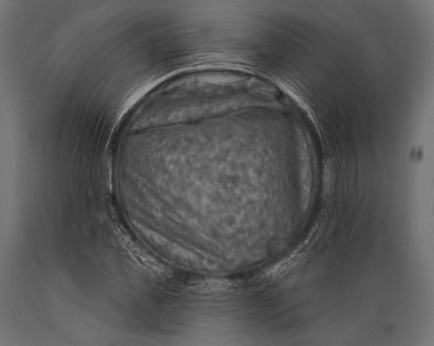 X0000088870925200706291537