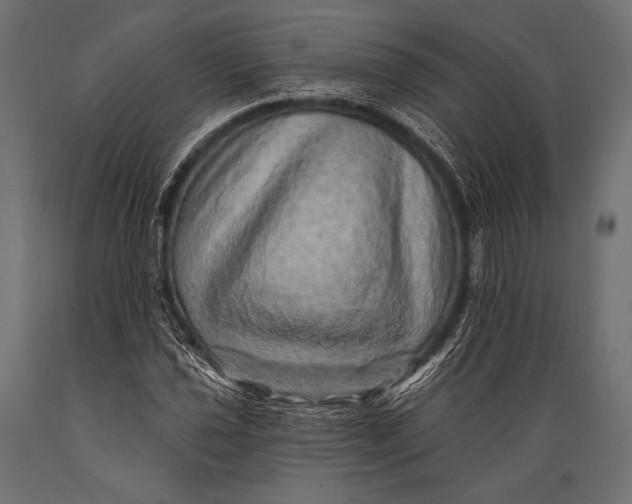 X0000088871021200706291535