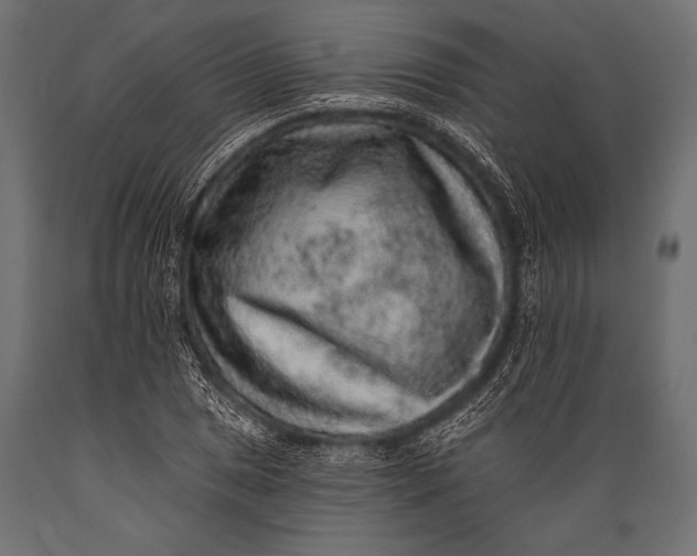X0000088871025200706291535