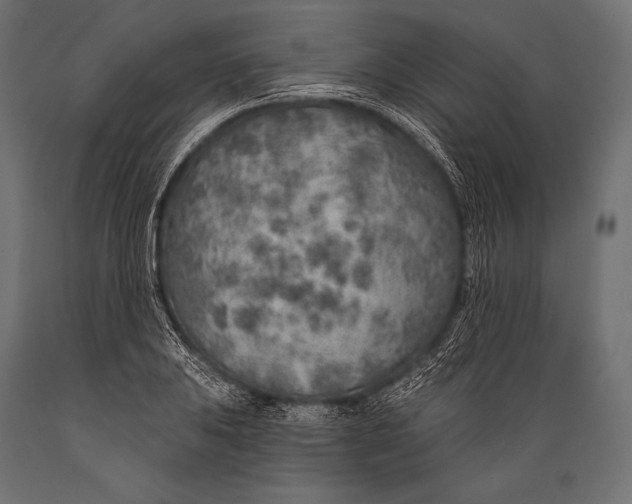 X0000088871031200706291536