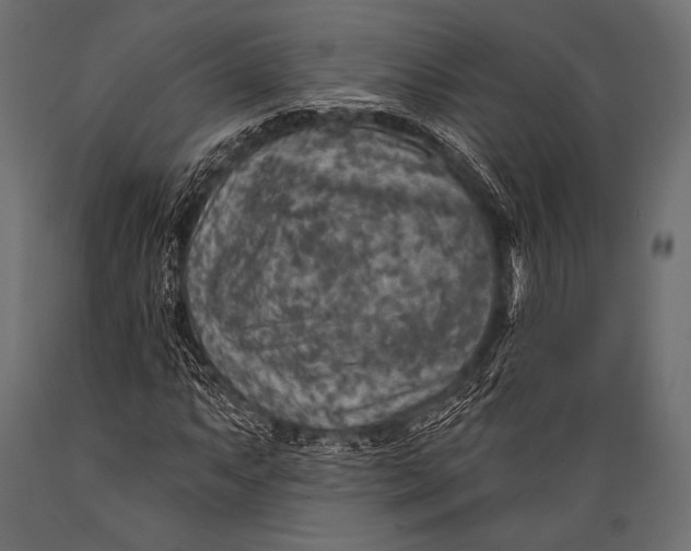 X0000088871063200706291535