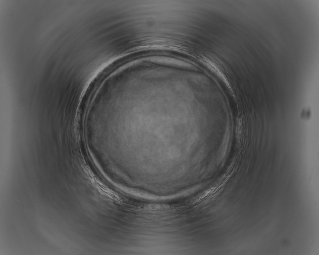 X0000088871068200706291535