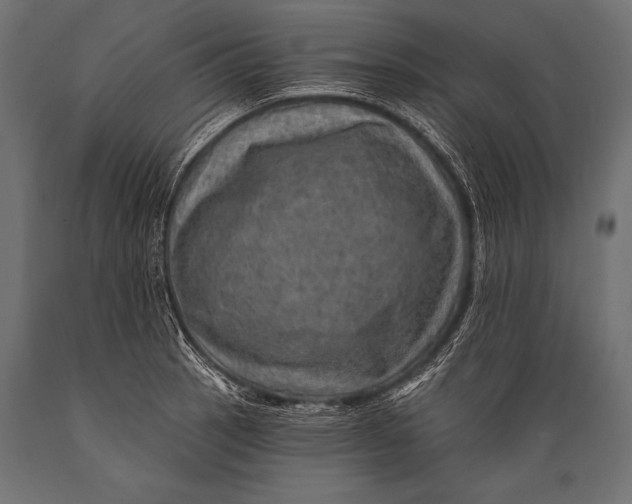 X0000088871137200706291534
