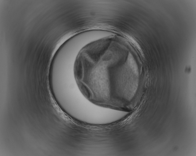 X0000088871138200706291534