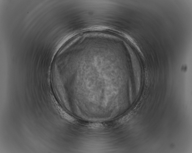 X0000088871186200706291533