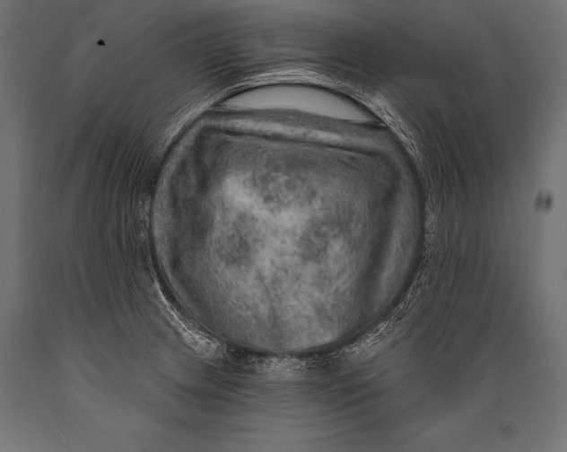 X0000088871233200706291533