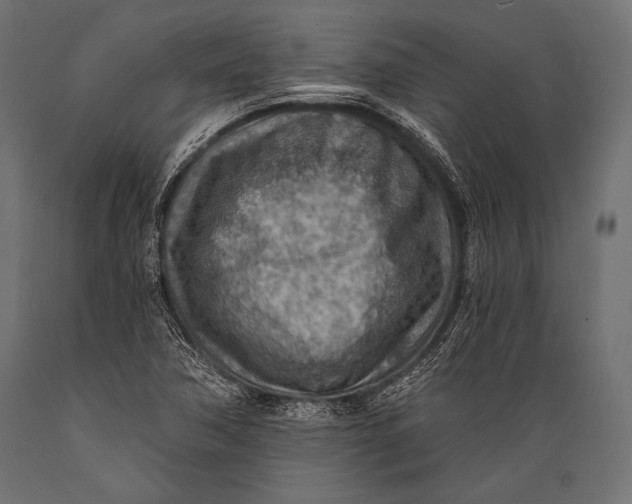 X0000088871362200706291530