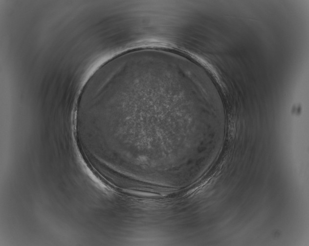 X0000088871383200706291530