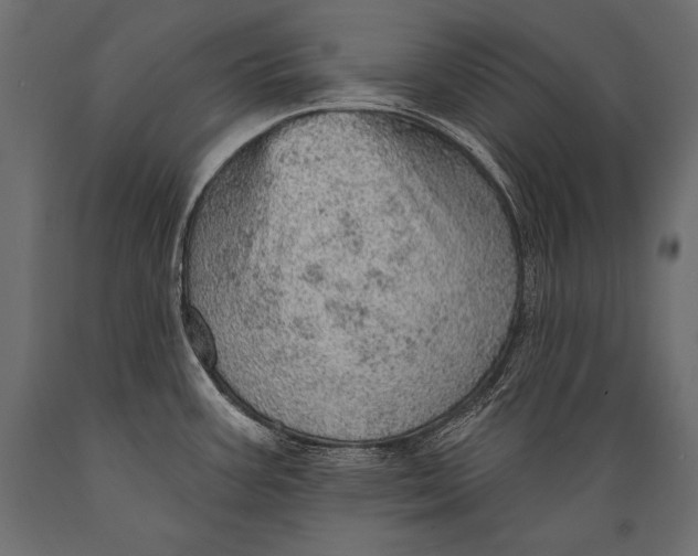 X0000088871387200706291530