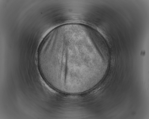 X0000088871468200706291529