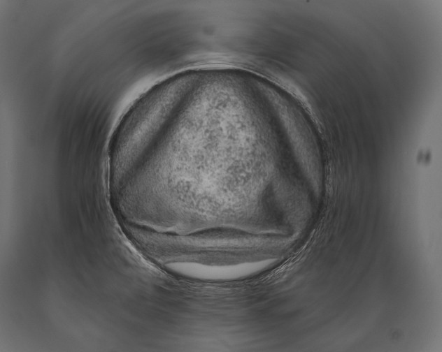 X0000088871472200706291529