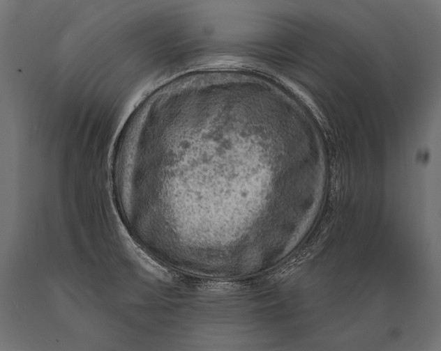X0000088871475200706291529