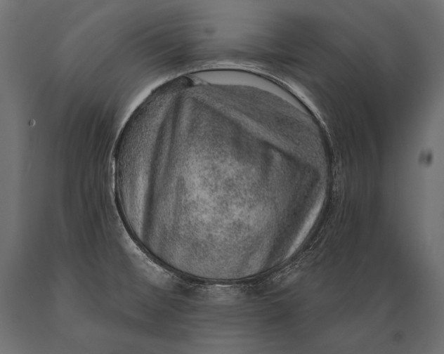 X0000088871476200706291529