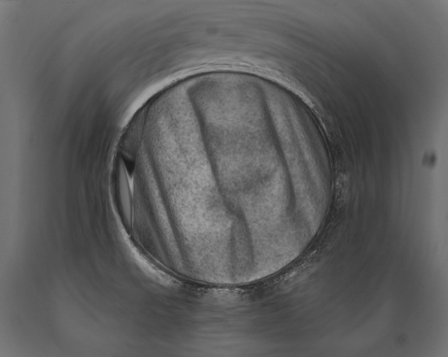 X0000088871523200706291529