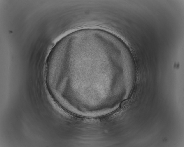X0000088871526200706291529