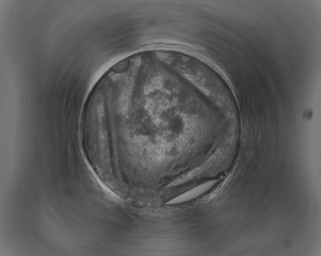 X0000088871533200706291529