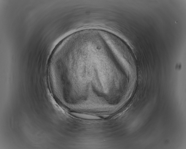 X0000088871534200706291529