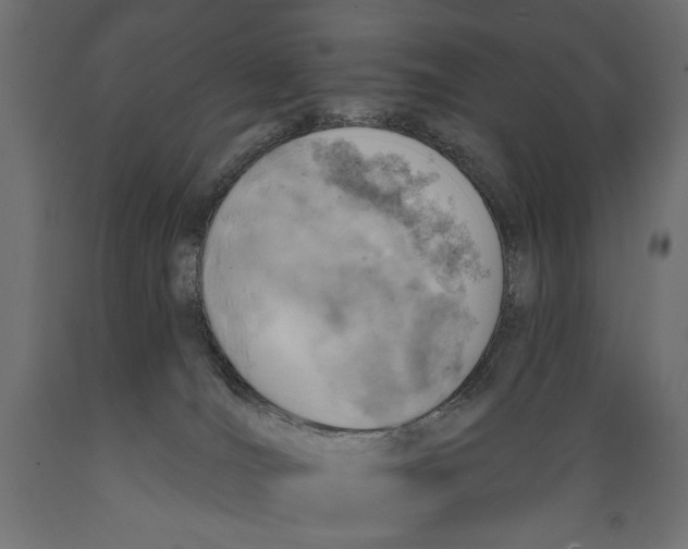X0000088870036200707061357