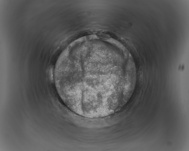 X0000088870042200707061357