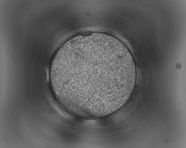 X0000088870061200707061356