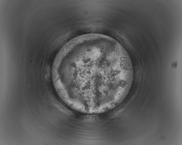 X0000088870077200707061356