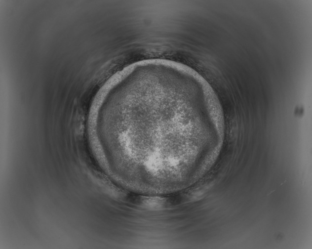 X0000088870226200707061354