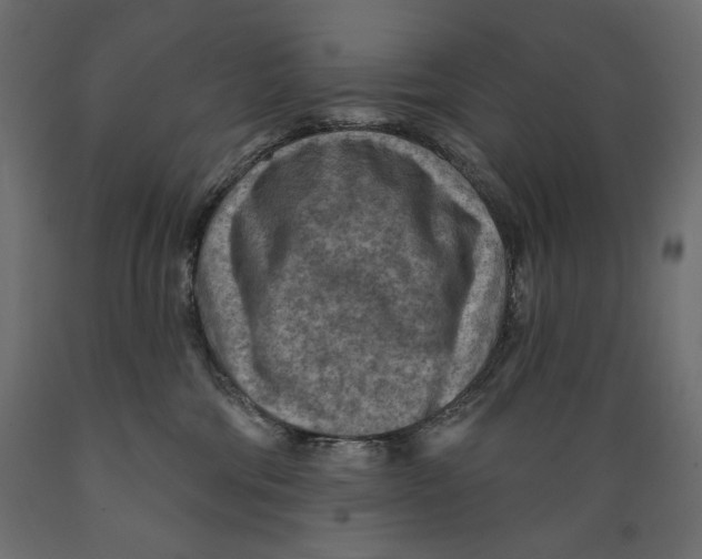 X0000088870330200707061353