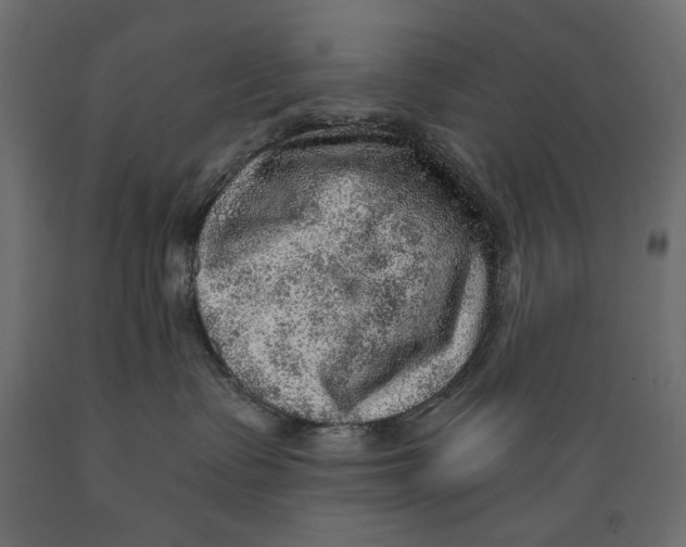 X0000088870335200707061353